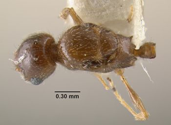 Media type: image;   Entomology 20782 Aspect: habitus dorsal view